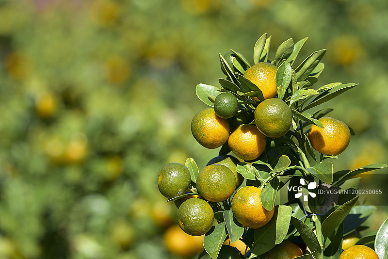 春节金桔水果盆栽图片素材