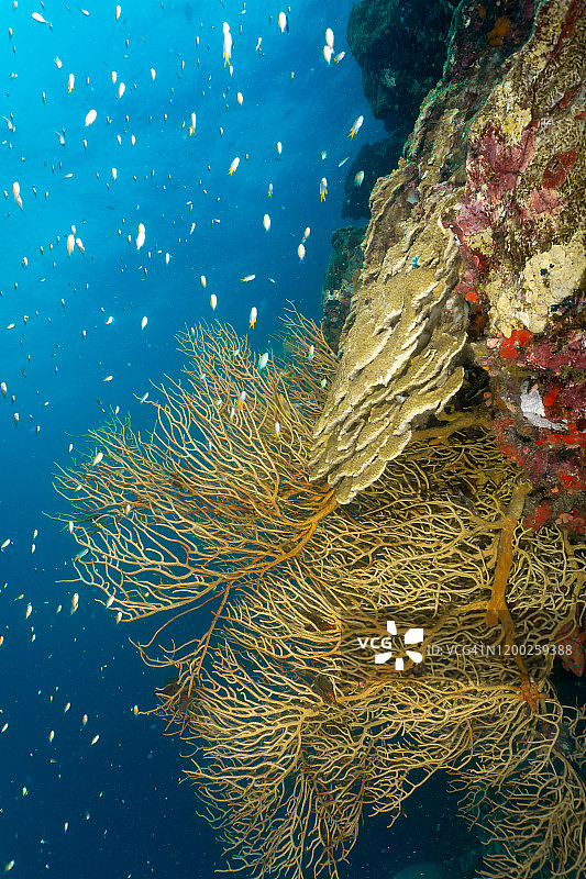 脆弱的水下生态系统珊瑚礁生物多样性图片素材