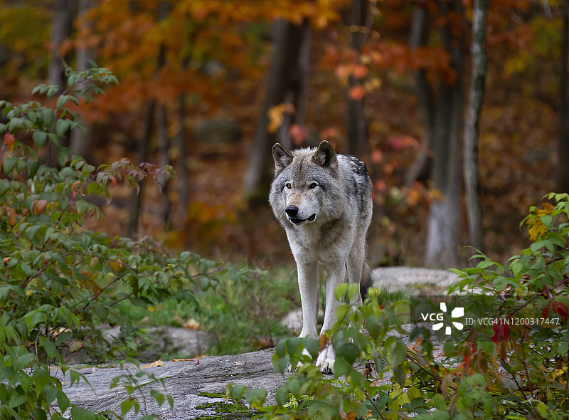 加拿大秋雨天，站在岩石悬崖上的森林狼图片素材