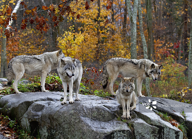 加拿大秋雨天，站在岩石悬崖上的森林狼图片素材