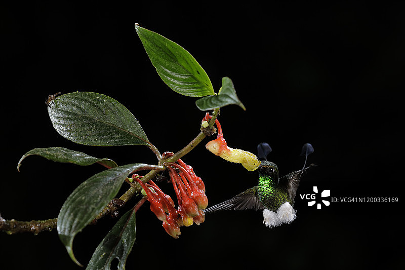 靴腿簇尾蜂鸟图片素材