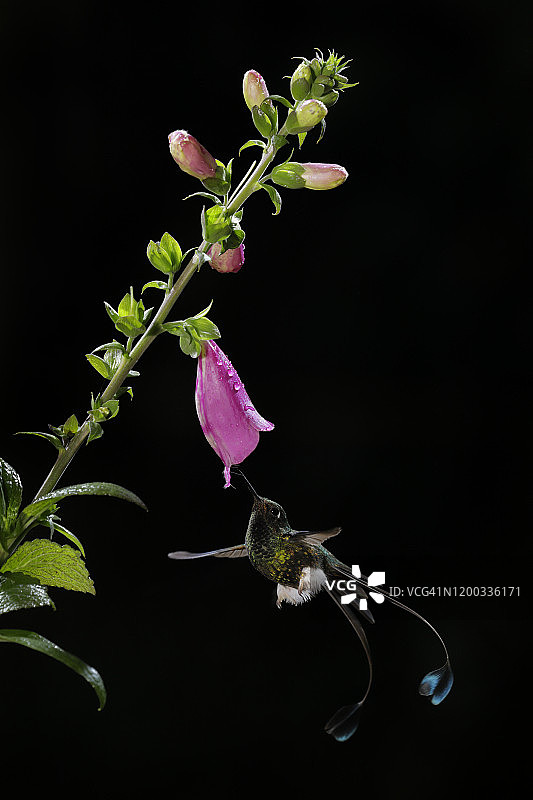 靴腿簇尾蜂鸟图片素材