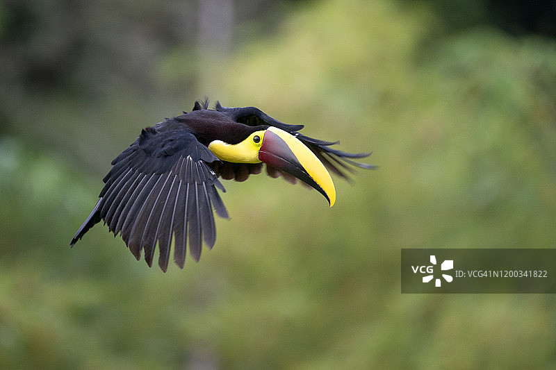 黄喉巨嘴鸟图片素材