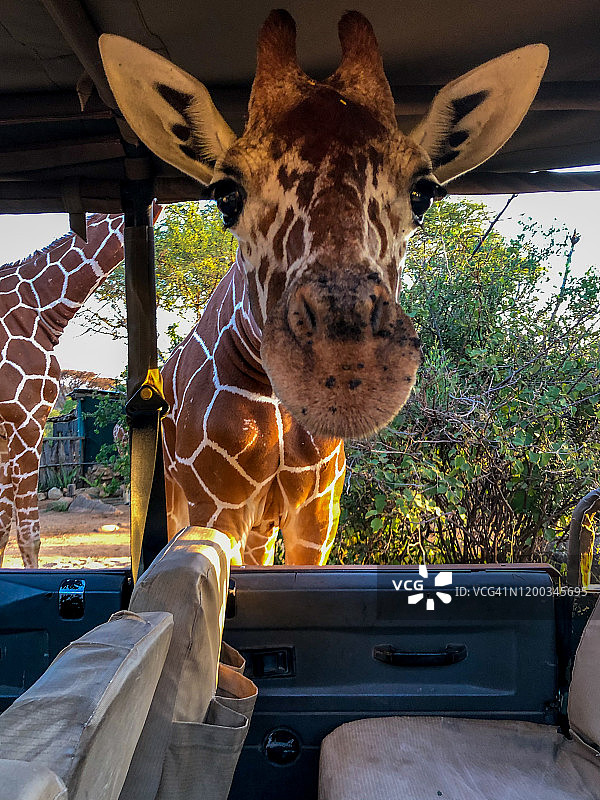 好奇的长颈鹿图片素材