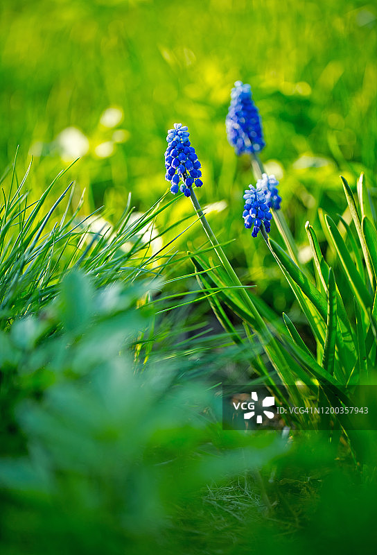 花园里盛开的蓝壶花图片素材