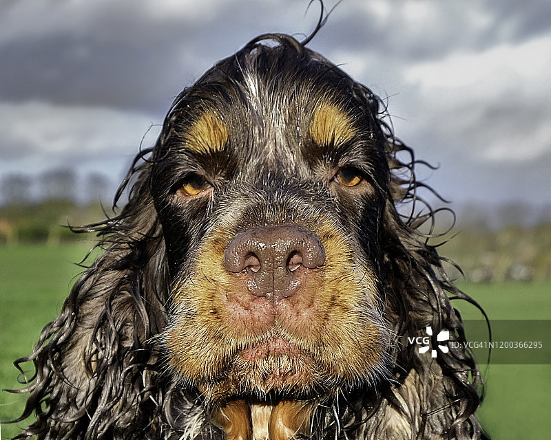 可爱的可卡犬图片素材