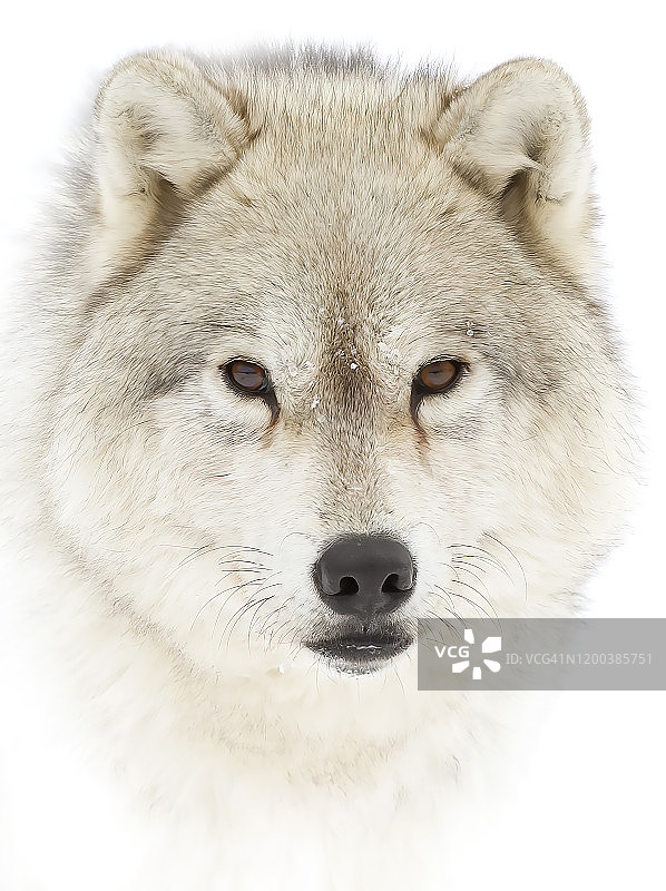 加拿大北极狼特写，鼻子上有雪图片素材