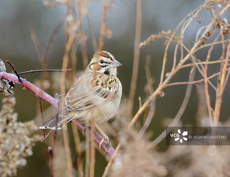 云雀麻雀图片素材