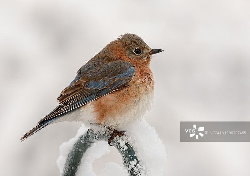 寒冷雪天里的东部蓝知更鸟图片素材