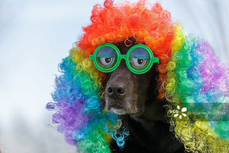 扮小丑的巧克力色拉布拉多犬图片素材