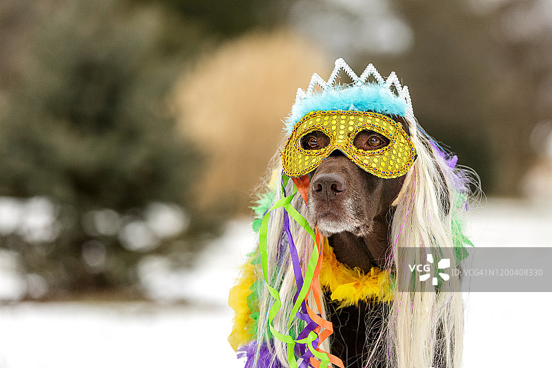 准备参加狂欢节的巧克力色拉布拉多犬图片素材