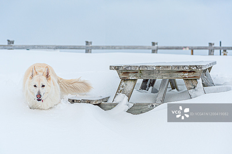 白色德国牧羊犬在魁北克雪地享受冬日图片素材