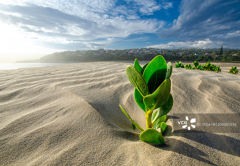 海滩植物图片素材