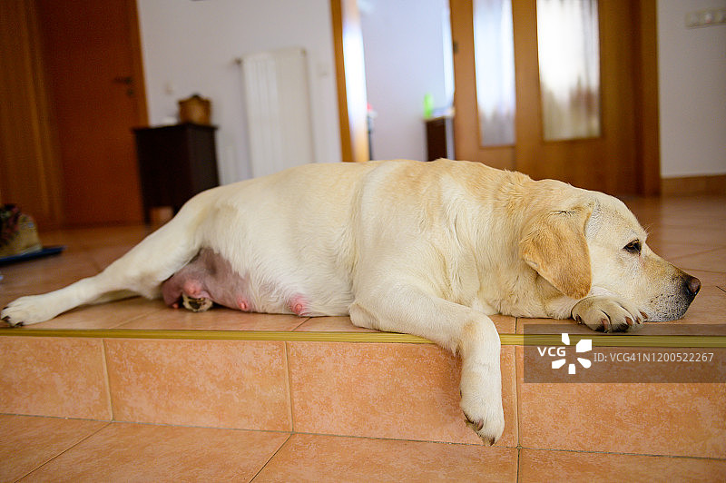 怀孕的拉布拉多犬坐在地板上图片素材