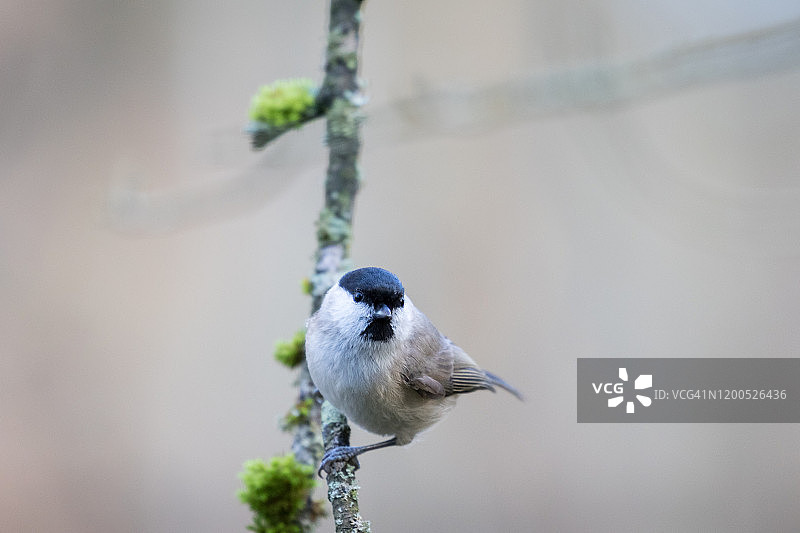 山雀栖息在树枝上图片素材