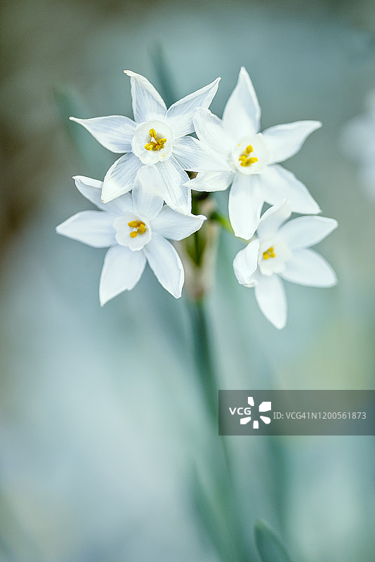 水仙花图片素材