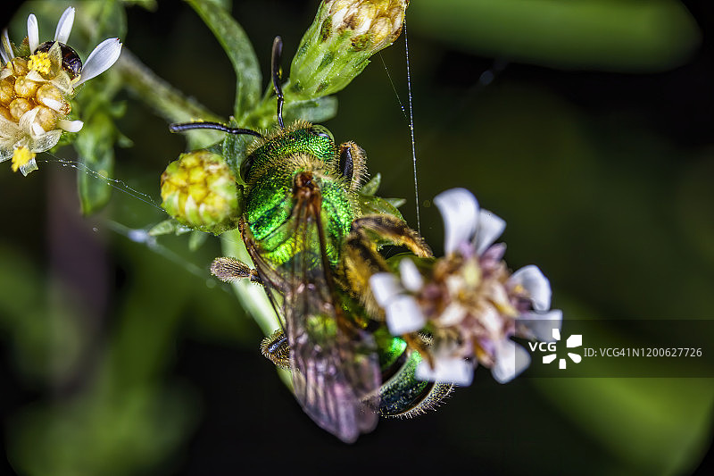 花朵上的汗蜂图片素材