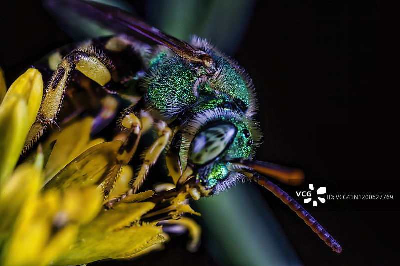 花朵上的汗蜂图片素材