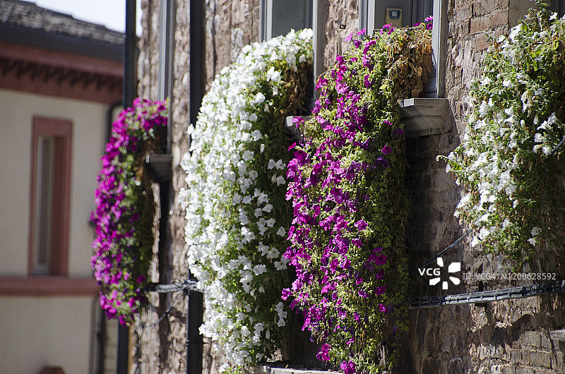 中世纪斯佩洛的家居花卉装饰图片素材