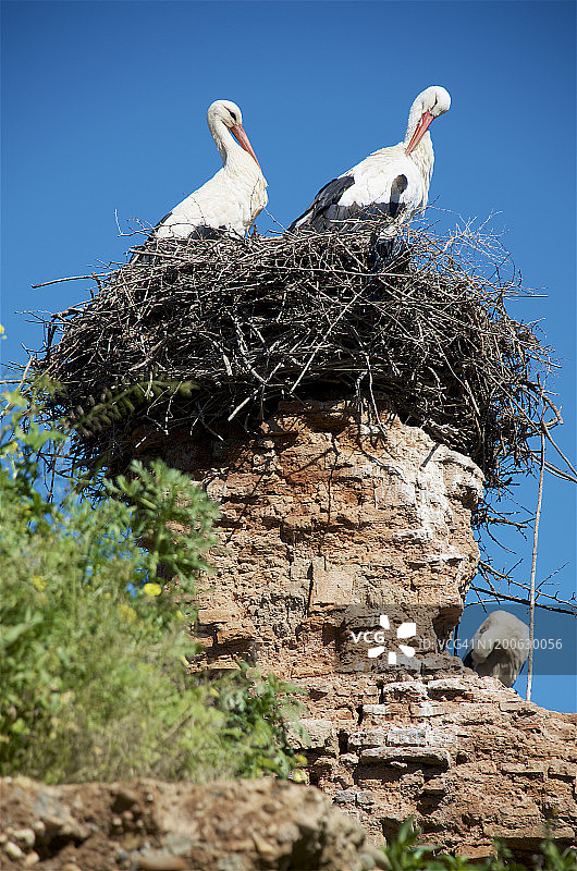 舍拉伊斯兰建筑群中，两只鹳在摇摇欲坠的塔顶筑巢图片素材
