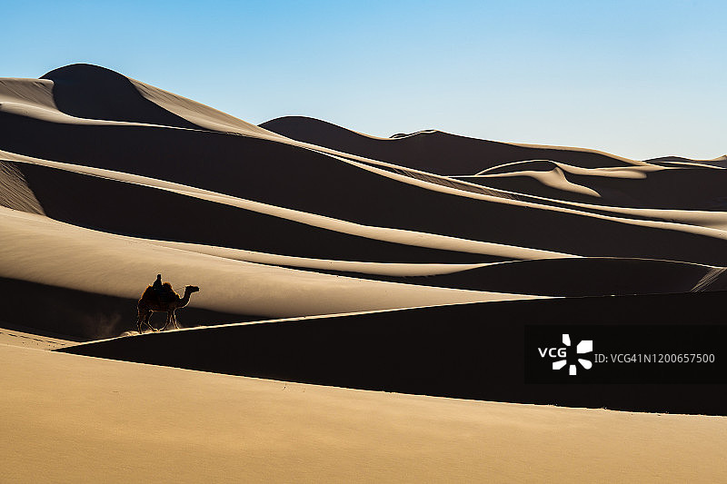 蒙古国戈壁沙漠中的骆驼图片素材