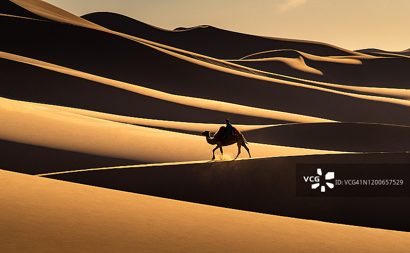 蒙古国戈壁沙漠中的骆驼图片素材