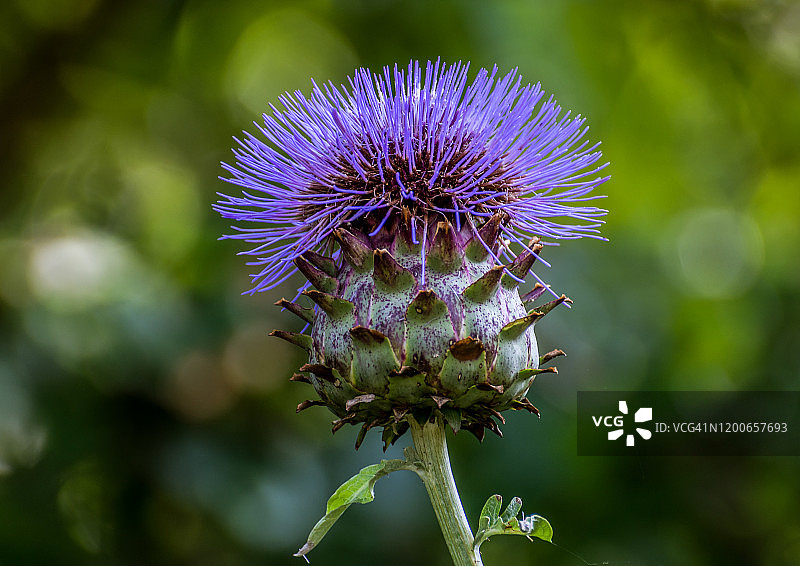 苏格兰蓟图片素材