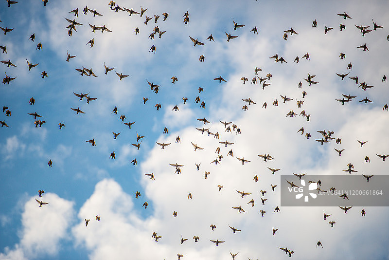 许多鸟在天空中飞翔图片素材