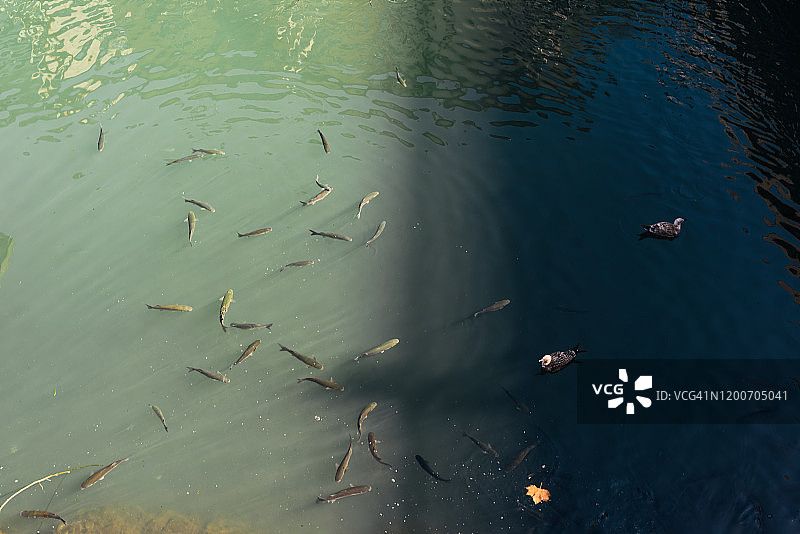 港口水域中的鸭子和普通鲻鱼图片素材