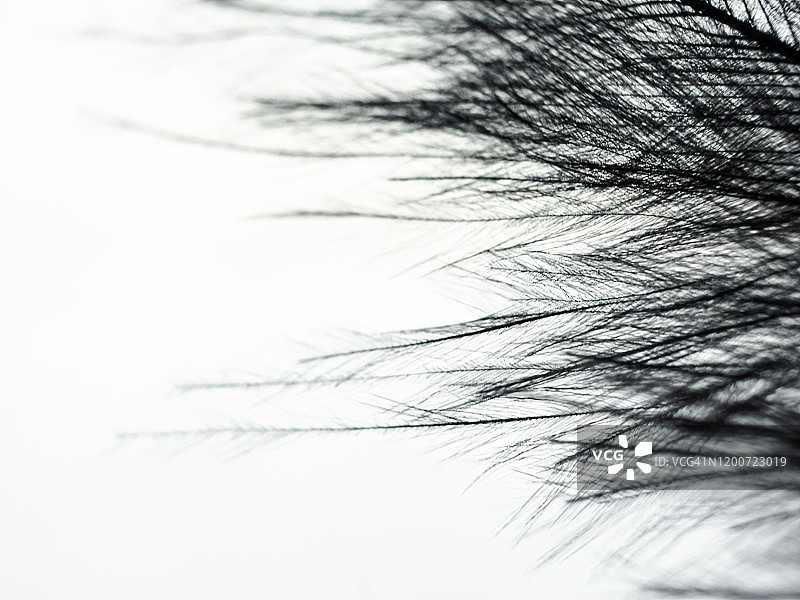 黑色羽毛特写抽象背景图片素材