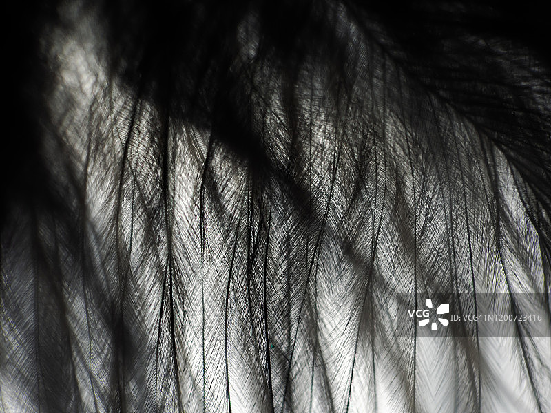 黑色羽毛特写抽象背景图片素材