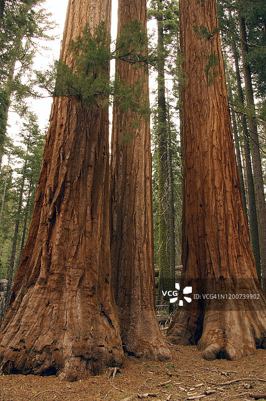 优胜美地国家公园的巨杉图片素材