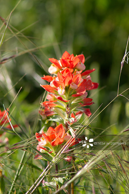 春季绘画图片素材