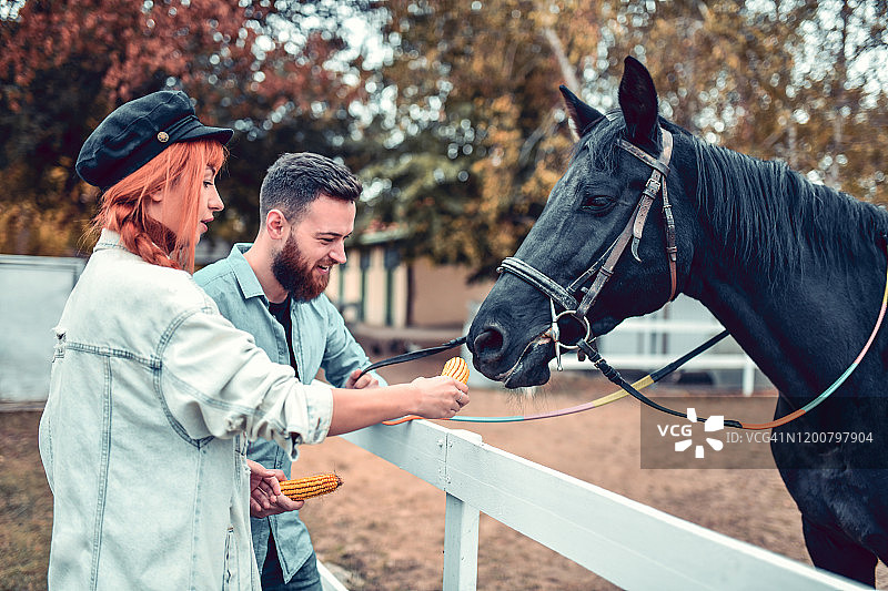 马主人用新鲜玉米喂马图片素材