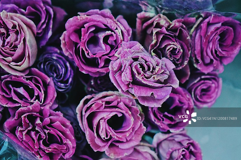 德国纽伦堡城市紫色玫瑰花束特写图片素材