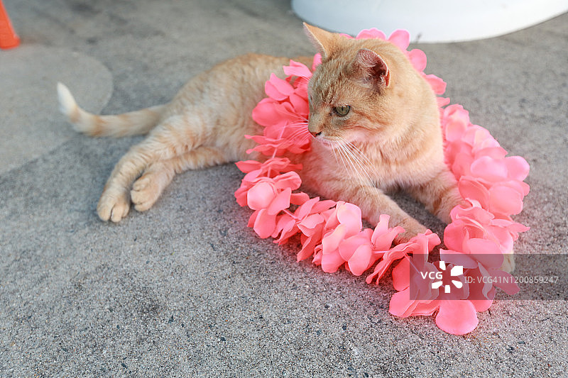 泳池派对上戴夏威夷花环的橘猫图片素材