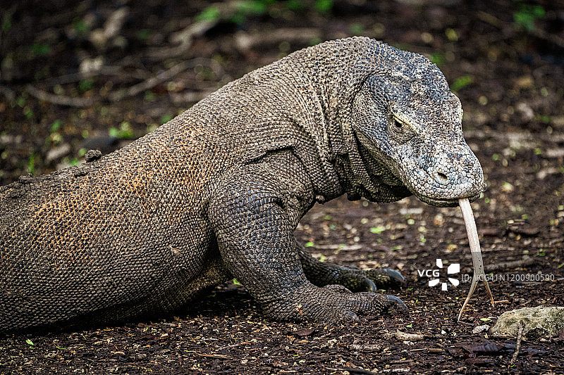 科莫多岛科莫多巨蜥图片素材