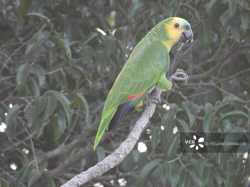绿松石色额鹦鹉图片素材