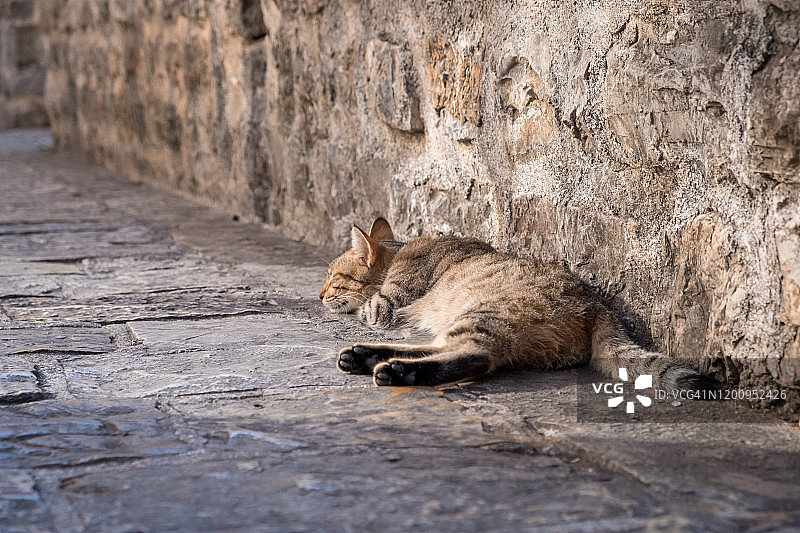 可爱的猫咪在黑山布德瓦老城的人行道上睡觉图片素材