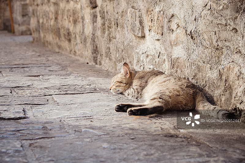 可爱的猫咪在黑山布德瓦老城的人行道上睡觉图片素材