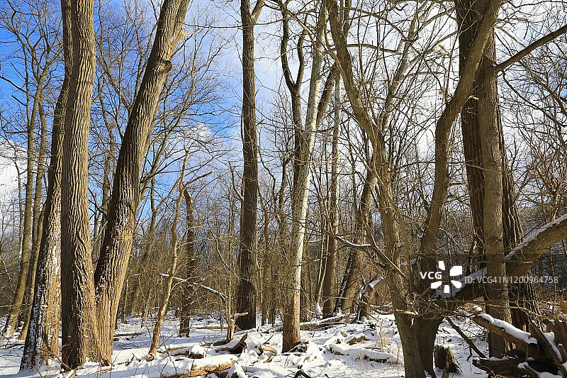 降雪后的林区图片素材