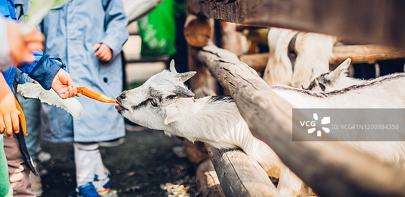喂小山羊图片素材