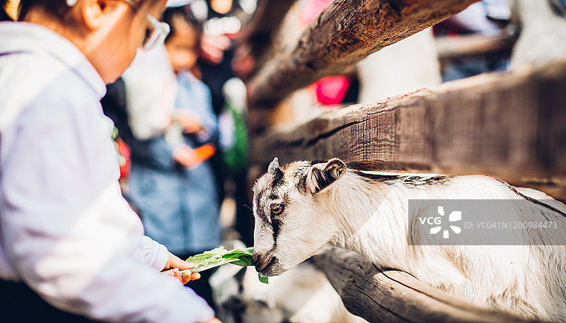 中国儿童在喂山羊图片素材