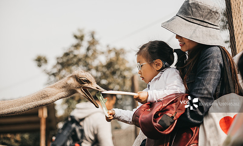 母女喂鸵鸟图片素材