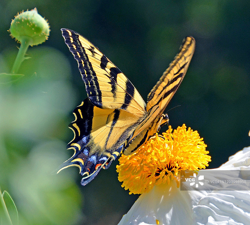 黄凤蝶觅食图片素材