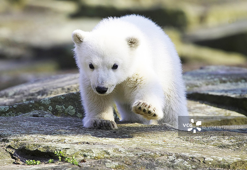 北极熊图片素材