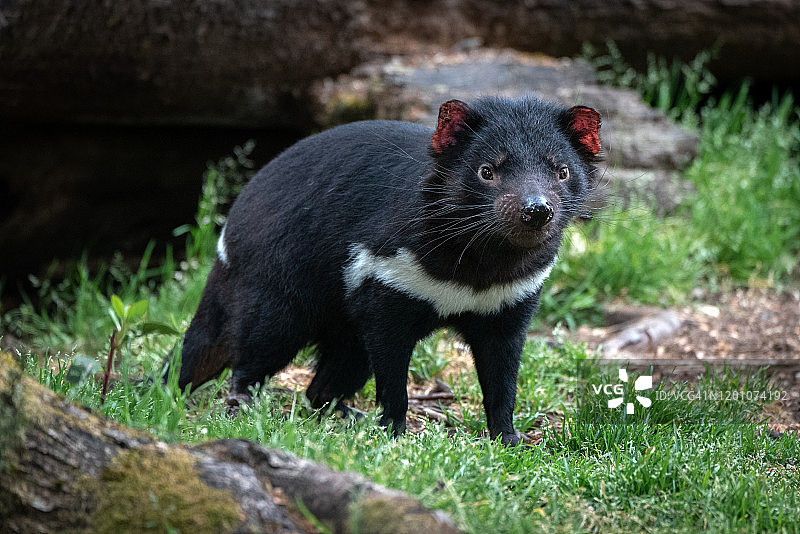 林地中的塔斯马尼亚恶魔图片素材