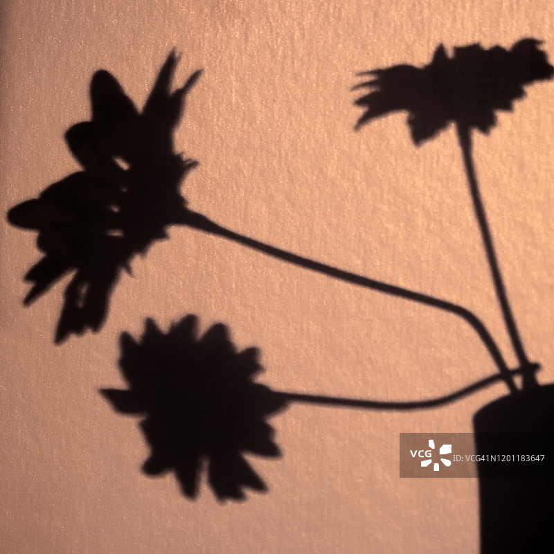 花朵的影子图片素材