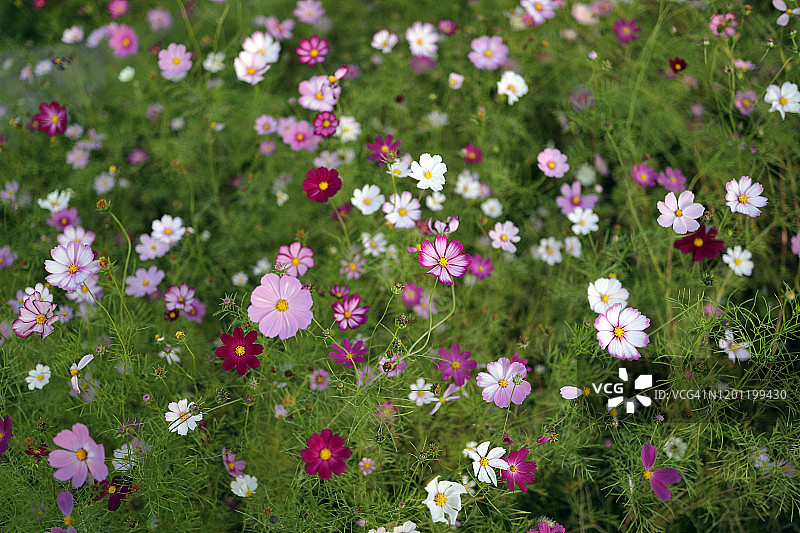 韩国南杨州的大波斯菊花特写图片素材