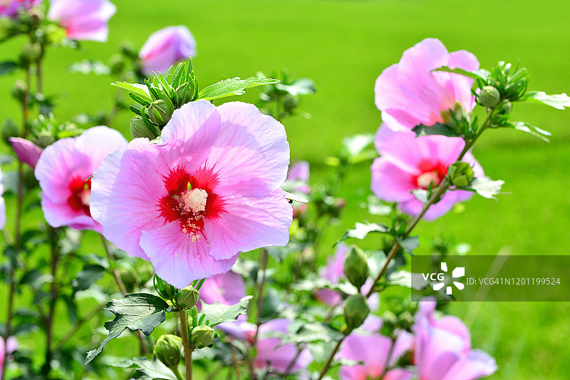 中国韩国堤川市木槿花特写镜头图片素材